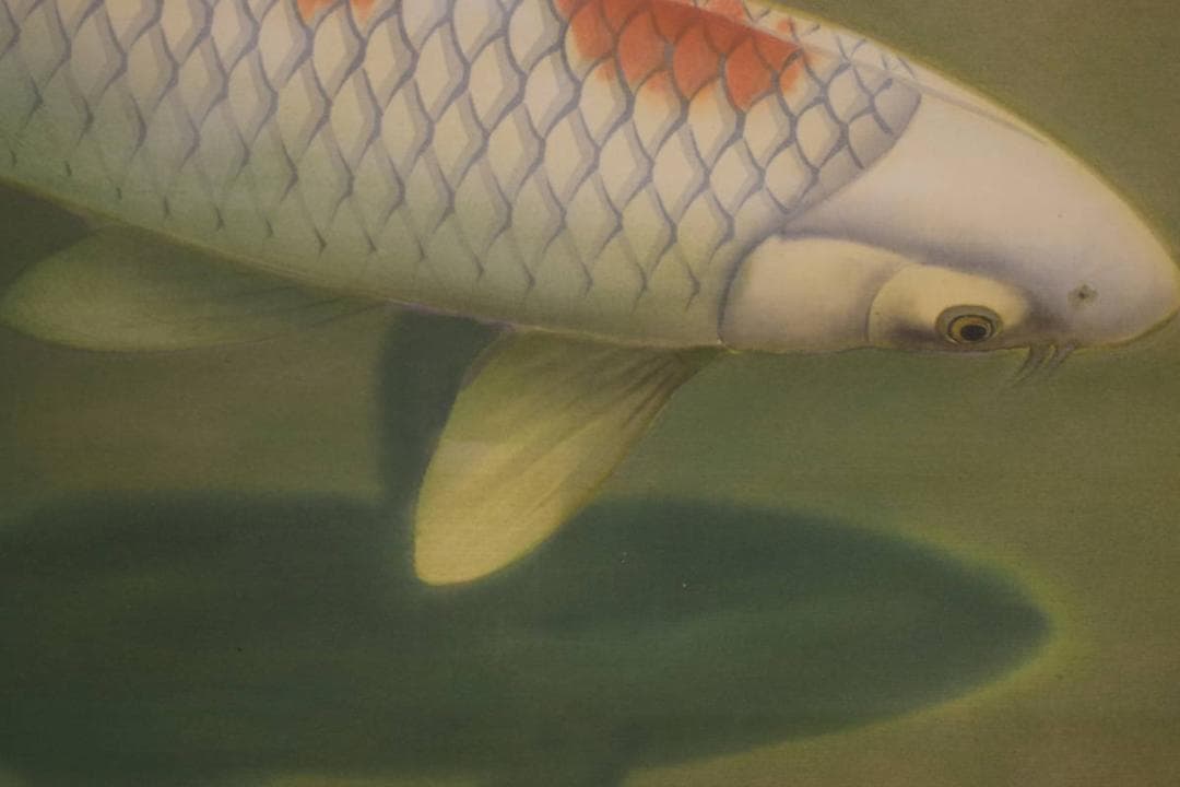 真作/正華/鯉図/横物/布袋屋掛軸HI-790