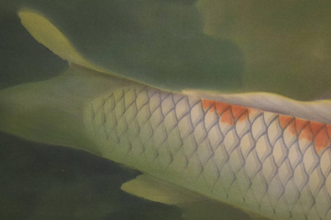 真作/正華/鯉図/横物/布袋屋掛軸HI-790