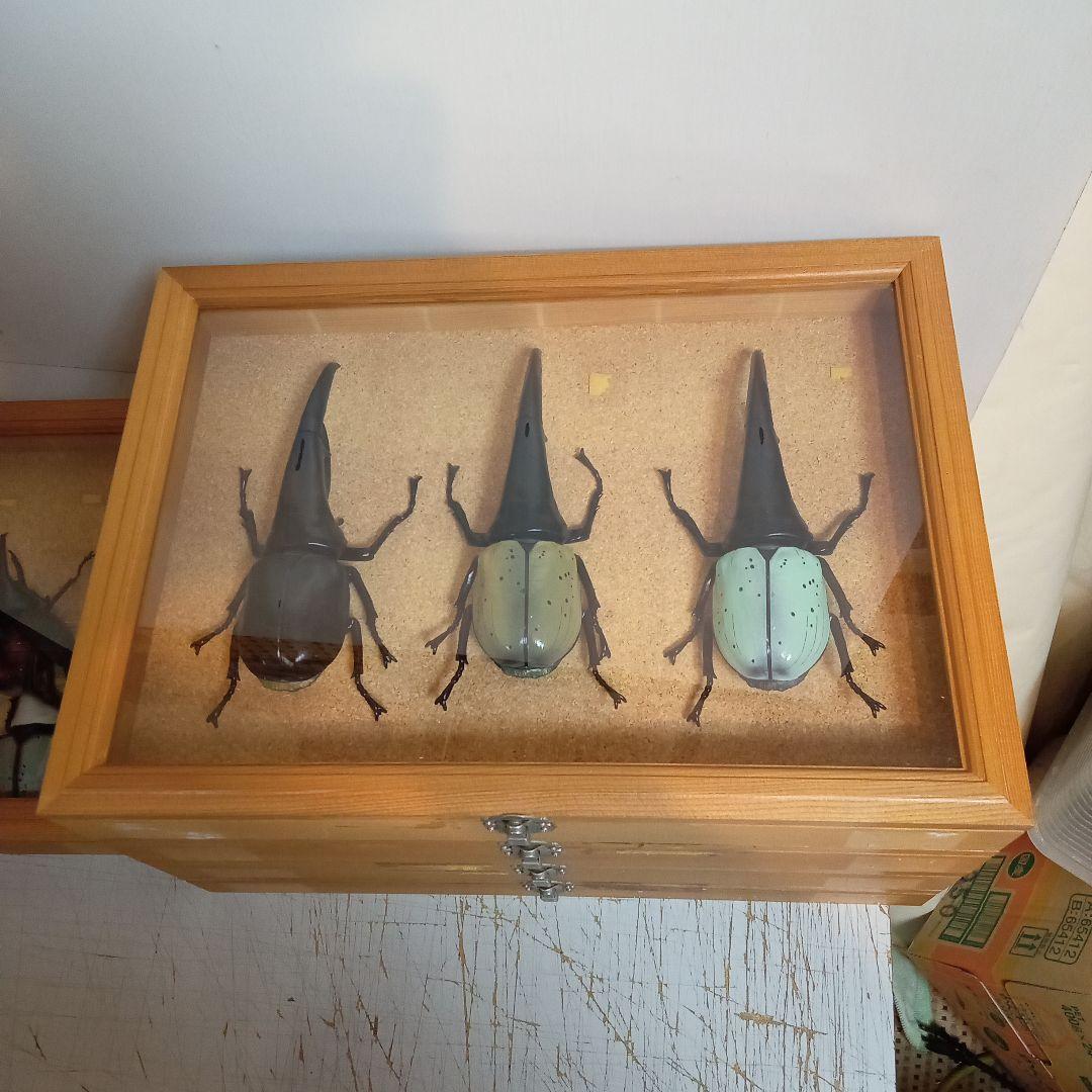 木製昆虫標本箱　５個セット