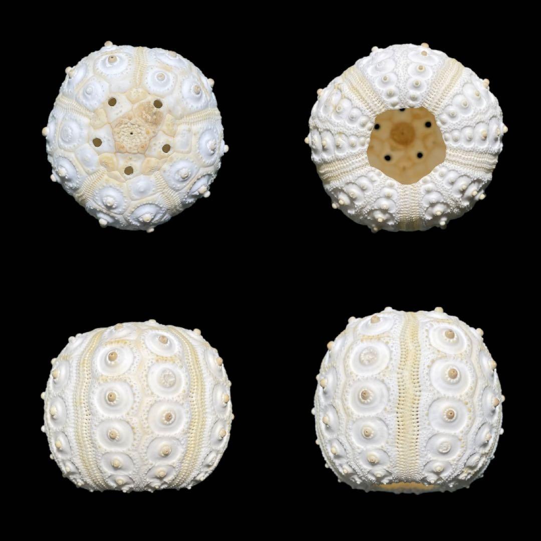 コウテイウニ　ウニの殻