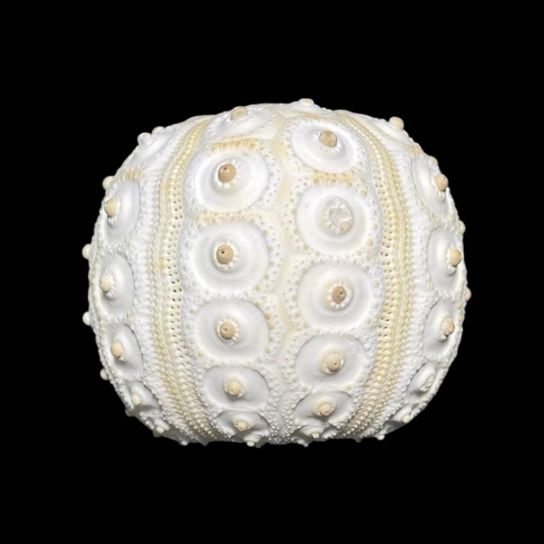 コウテイウニ　ウニの殻