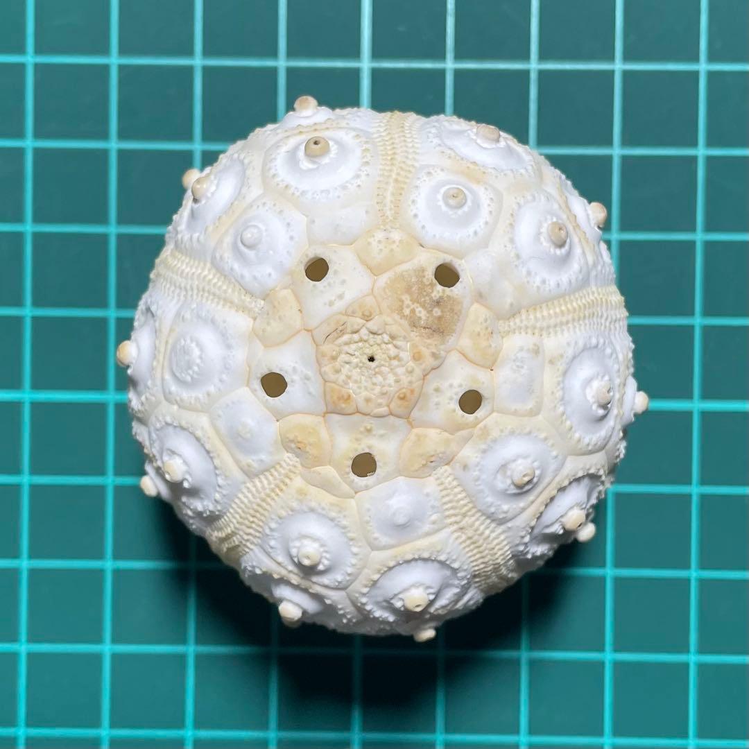 コウテイウニ　ウニの殻