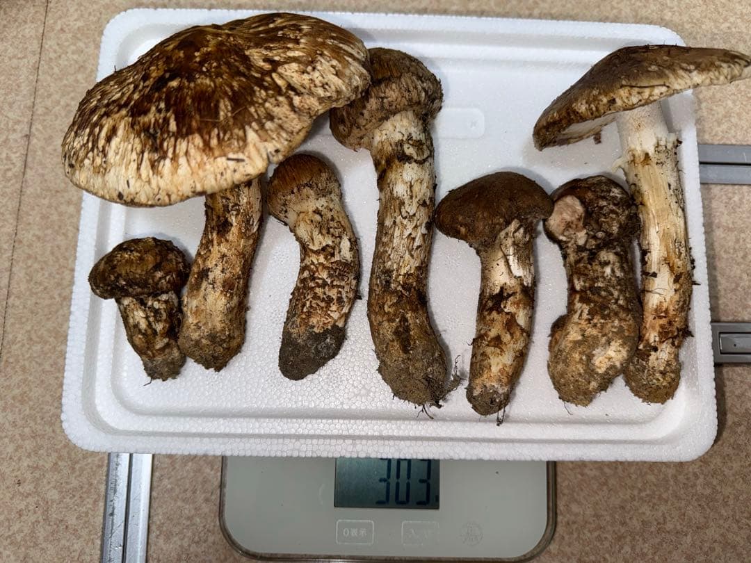 【訳あり商品】10月20日朝採れ広島県産松茸303g