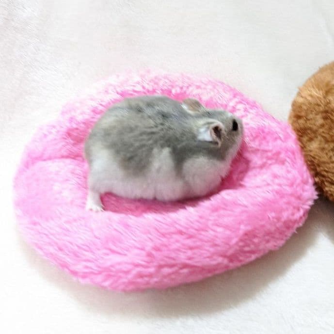 ハムスターベットマット