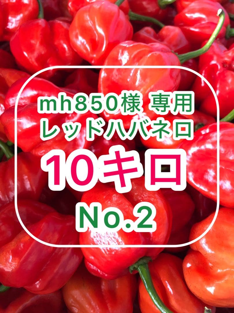 No.2［mh850］10キロレッドハバネロ