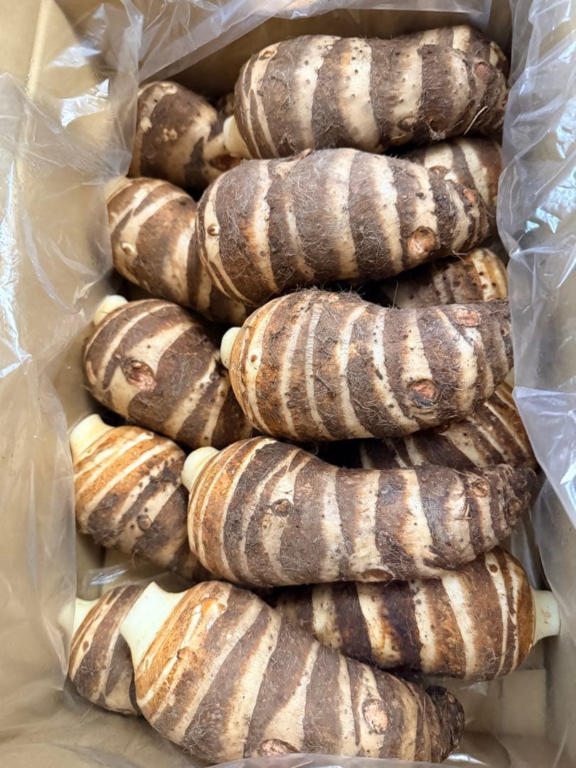 京都産 海老芋 約5kg えびいも