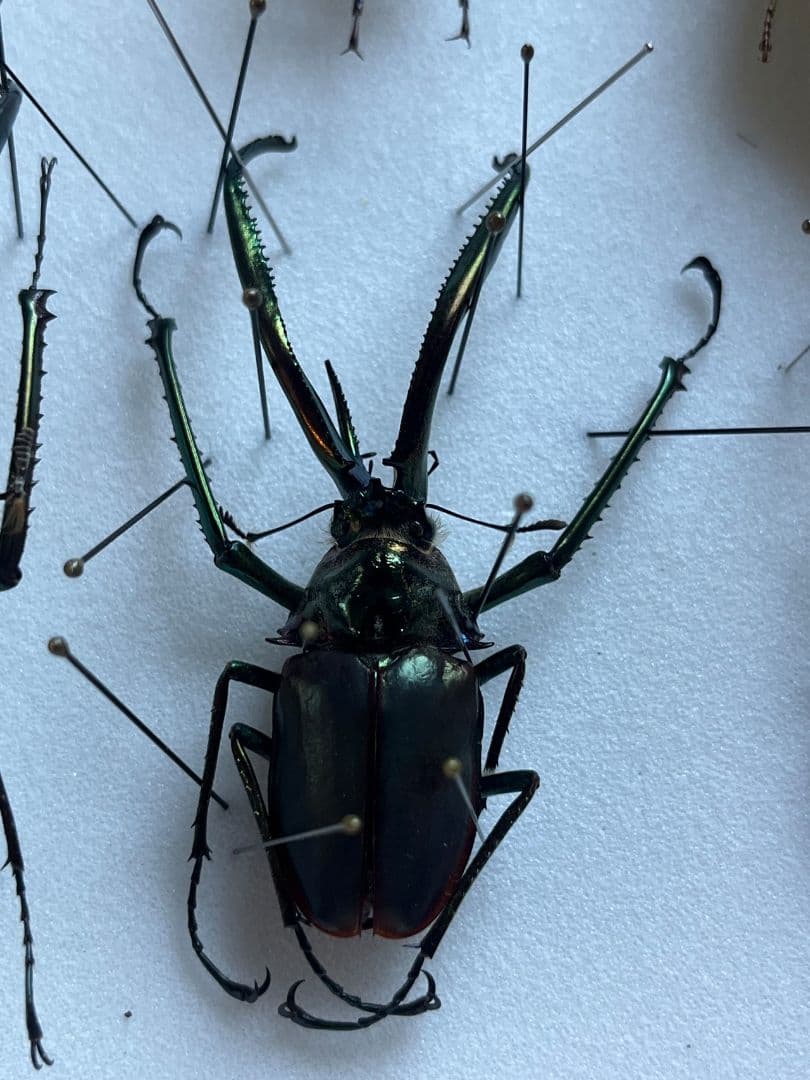 【未展足73mm】ホロメタリクスチリクワガタ シワバネクワガタ コガシラクワガタ