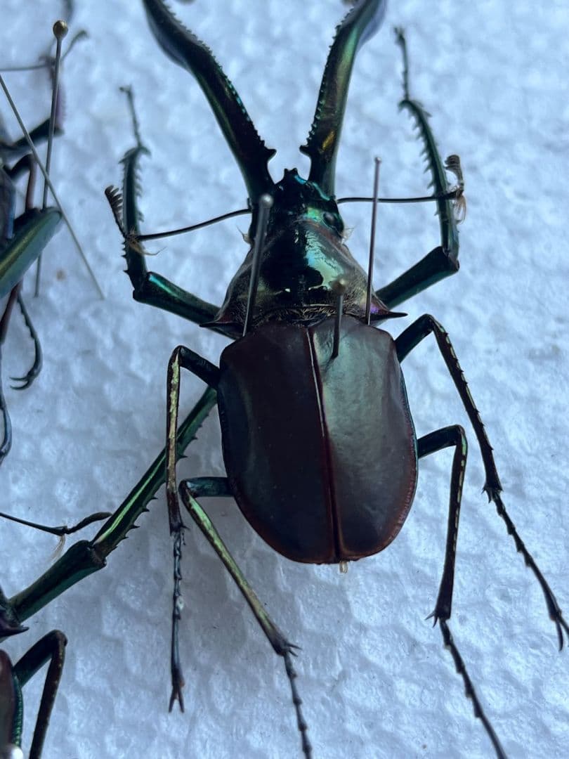 【未展足73mm】ホロメタリクスチリクワガタ シワバネクワガタ コガシラクワガタ