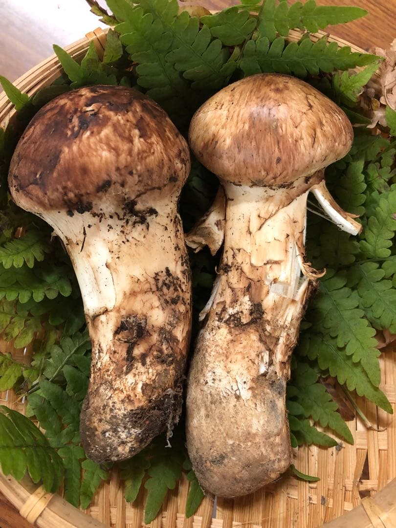 岩手県産　上物天然松茸（214.5g）②