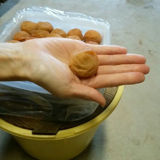 たっぷり10kg 無添加 自家製 梅干し 紀州みなべの南高梅