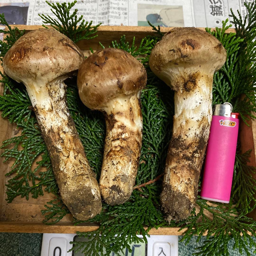 ①南信州 豊丘産松茸 203ｇ 極上つぼみ