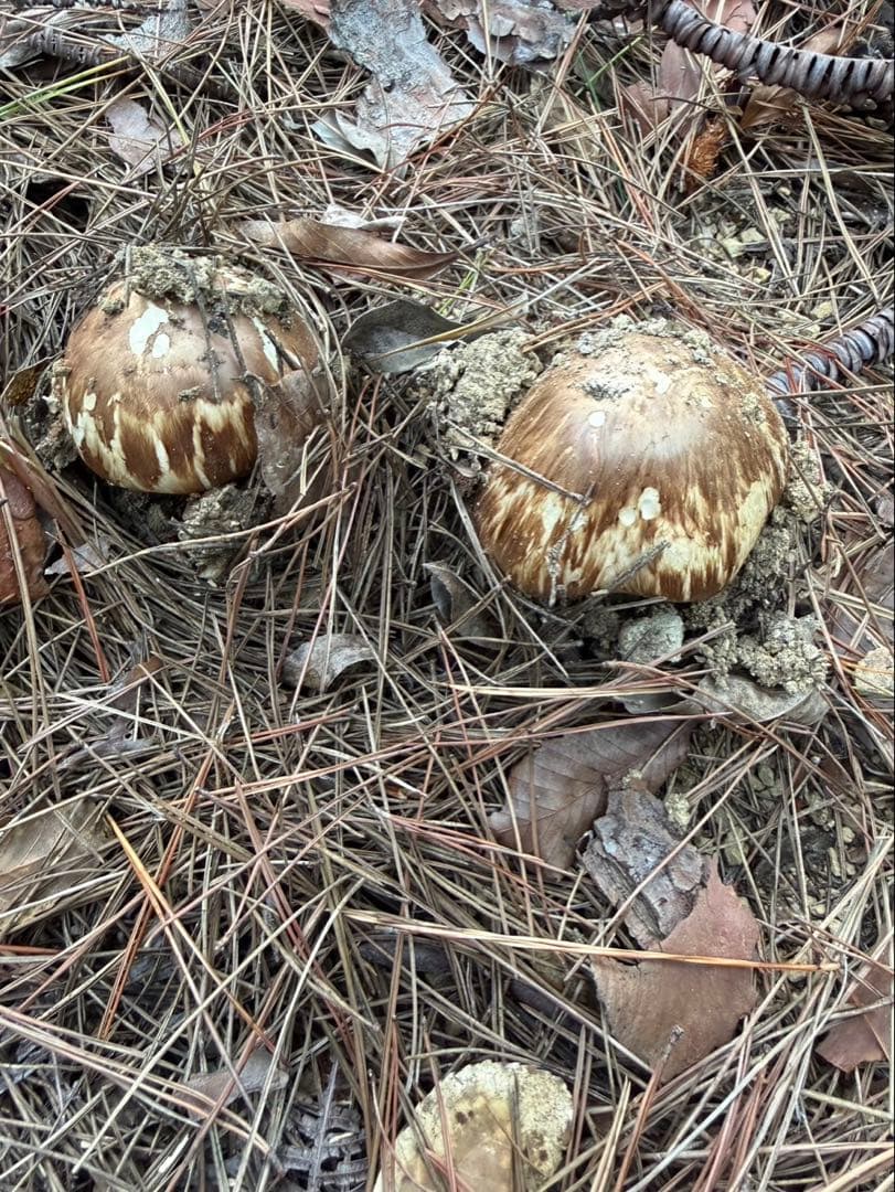 【大阪泉州産】天然松茸 良品☆3本140g国産