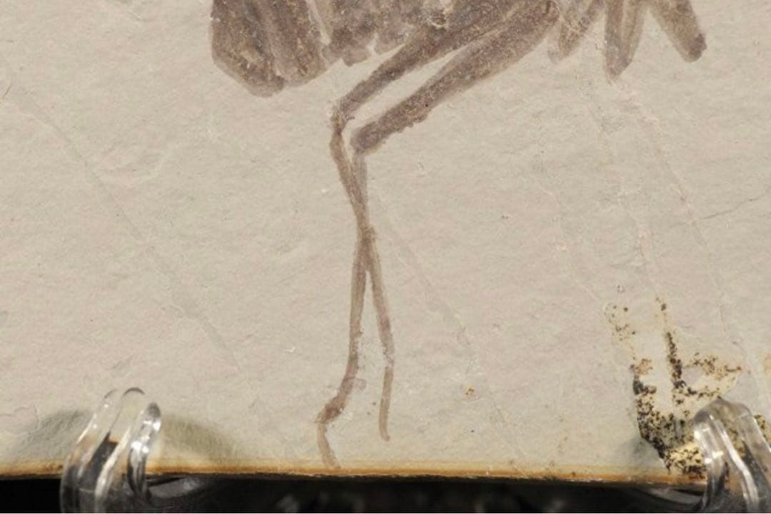 トンボ幼虫化石　標本