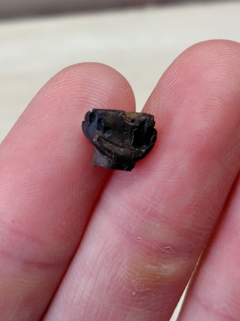 アンキロサウルス　歯　化石　恐竜