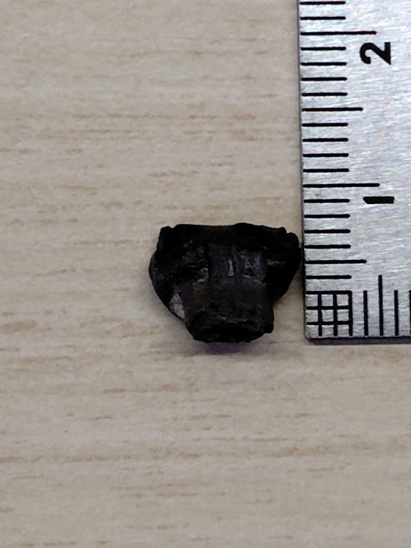 アンキロサウルス　歯　化石　恐竜