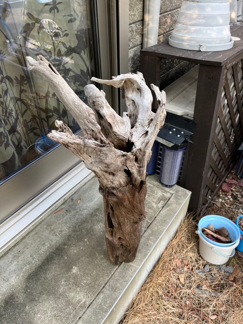 超大型流木　水槽用　アクアリウム③