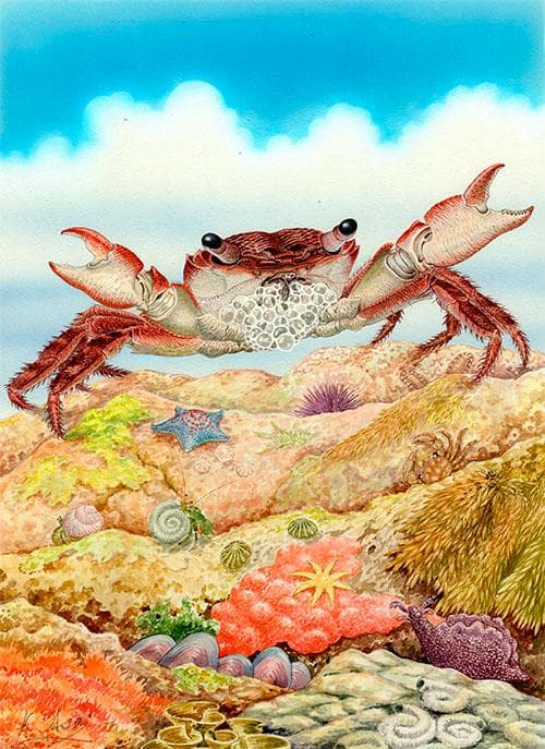 生物細密画（水彩）「イワガニの威嚇」