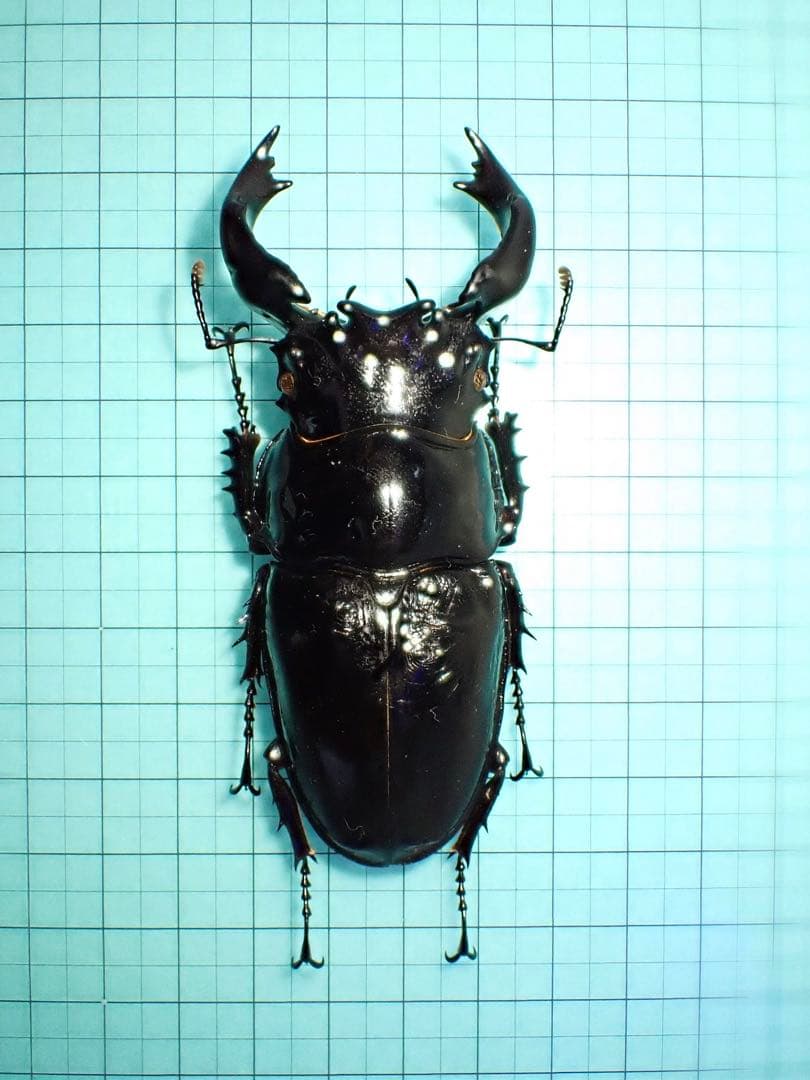 【標本】タランドゥスオオツヤクワガタ　コンゴ産89.8ミリ　飼育品