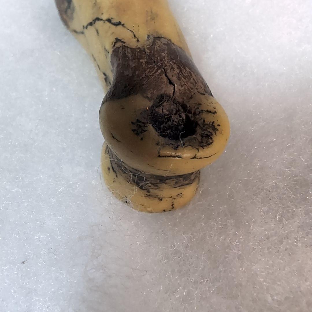 本物　恐竜　T-REX　ティラノサウルスの指骨　化石　補修あり　モンタナ