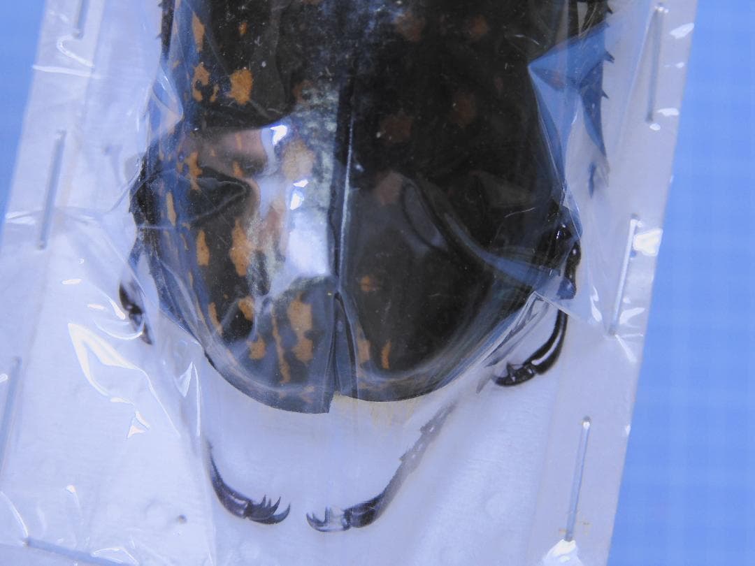 標本 Cheirotonus formosanus 54mm