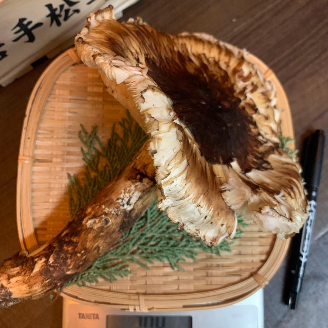 ①【岩手県産天然松茸】収穫最終　国産本場　開き　採れたて　産地直送　204g