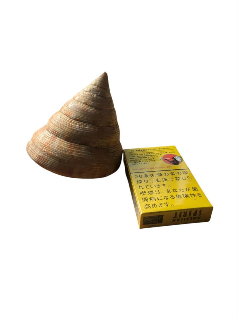 コシダカオキナエビス貝