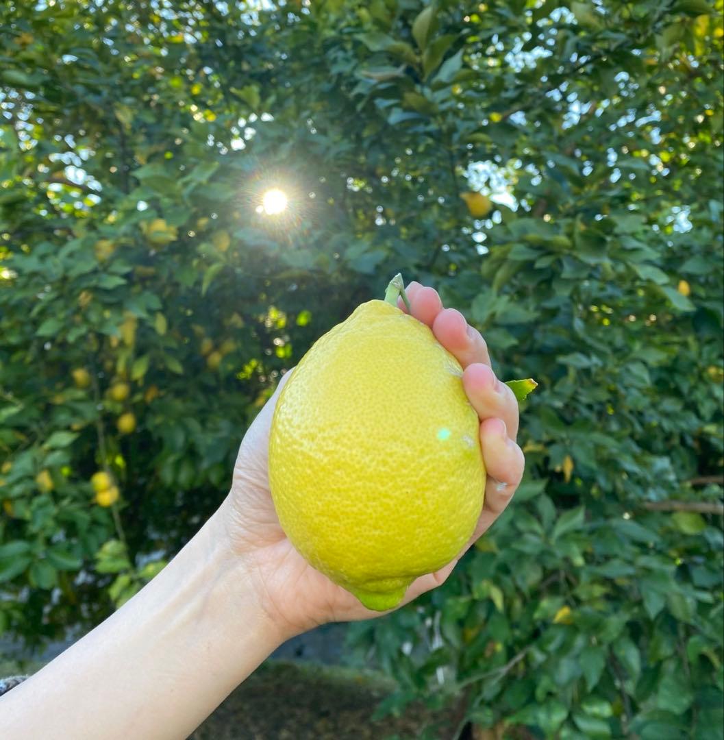 【特大】2/7.8（土日）収穫発送予定　農薬不使用レモン　有機肥料 産地直送