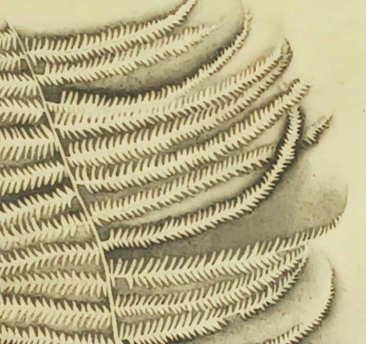 ues-20 広島の名画家 殿敷侃 版画 シダ 限定50部 図録掲載作品