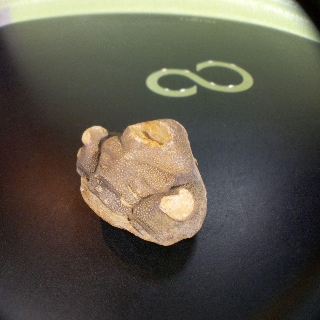 三葉虫　南米産　化石　fossil　ボリビア産　trilobite　南米化石郡①