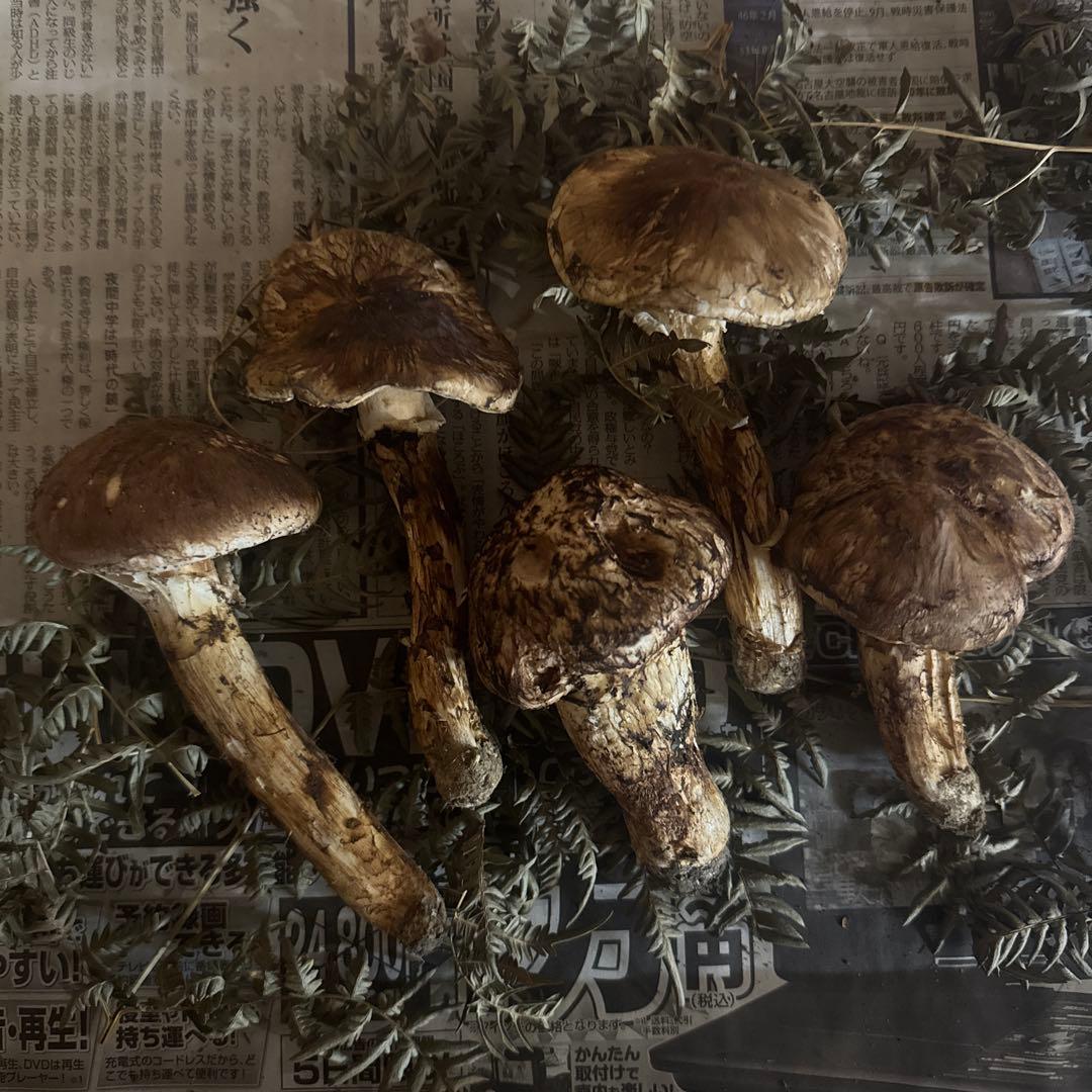 岩手県産松茸 本日収穫