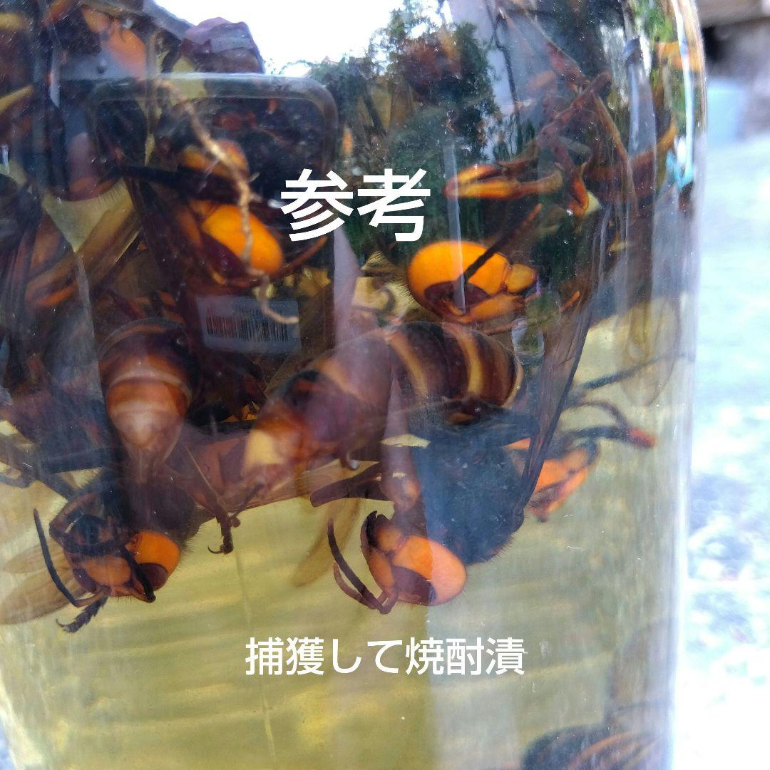 スズメバチトラップ ２個売り