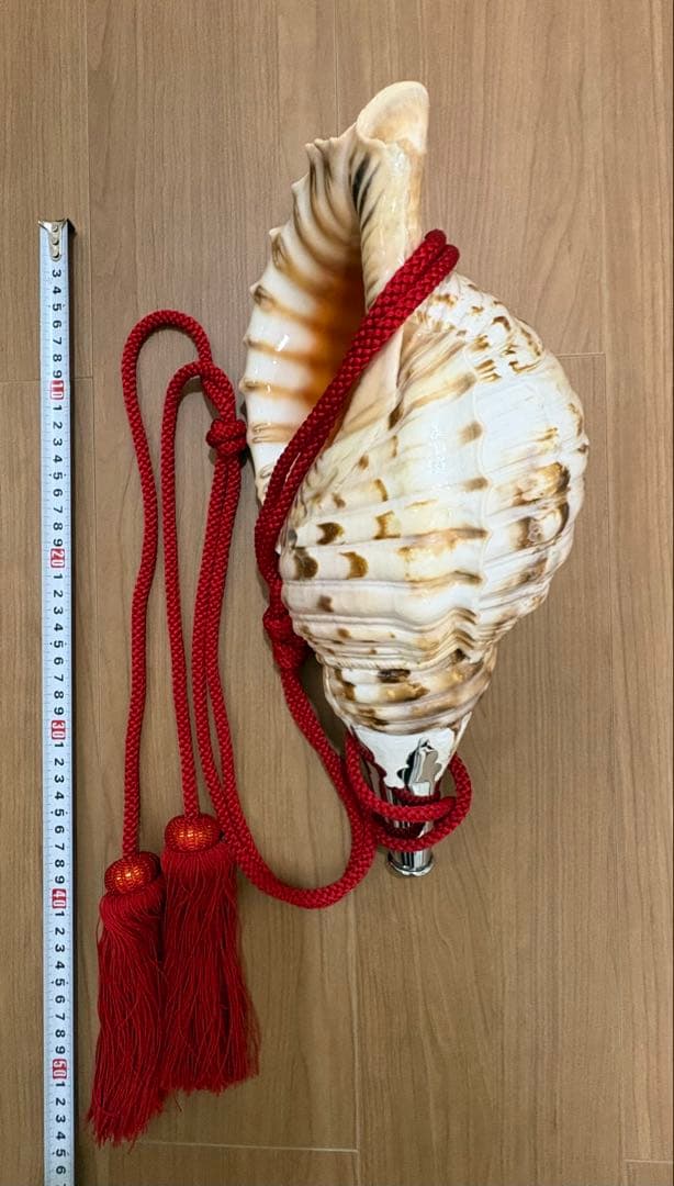 特大修験道法螺貝　　ほら貝　ホラガイ　密教　山伏　赤紐付き