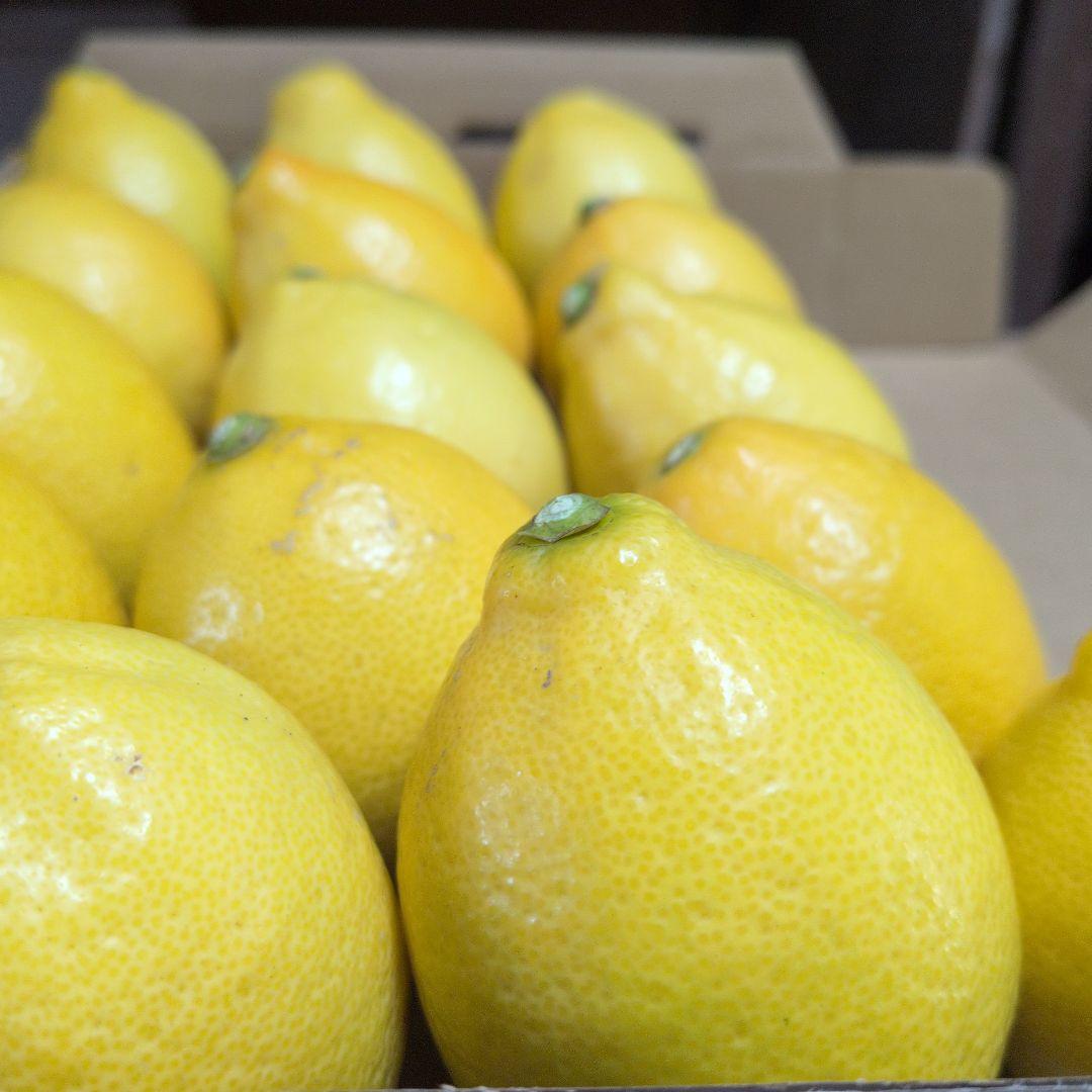 トオル　瀬戸田産　小粒たまみミカン＆レモン＆花柚子　箱込み15kg