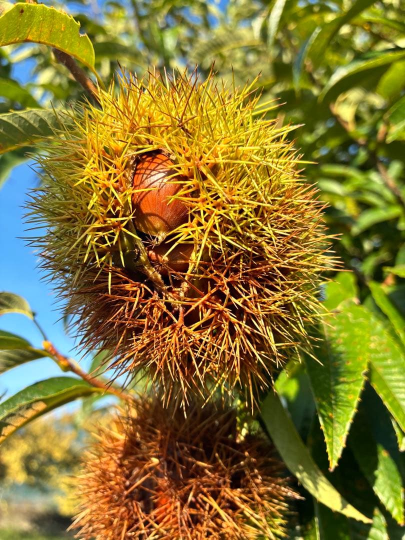 ④値下げ❗️無農薬生栗★阿蘇山天然水使用★早い者勝ち★令和7年産★早い者勝ち