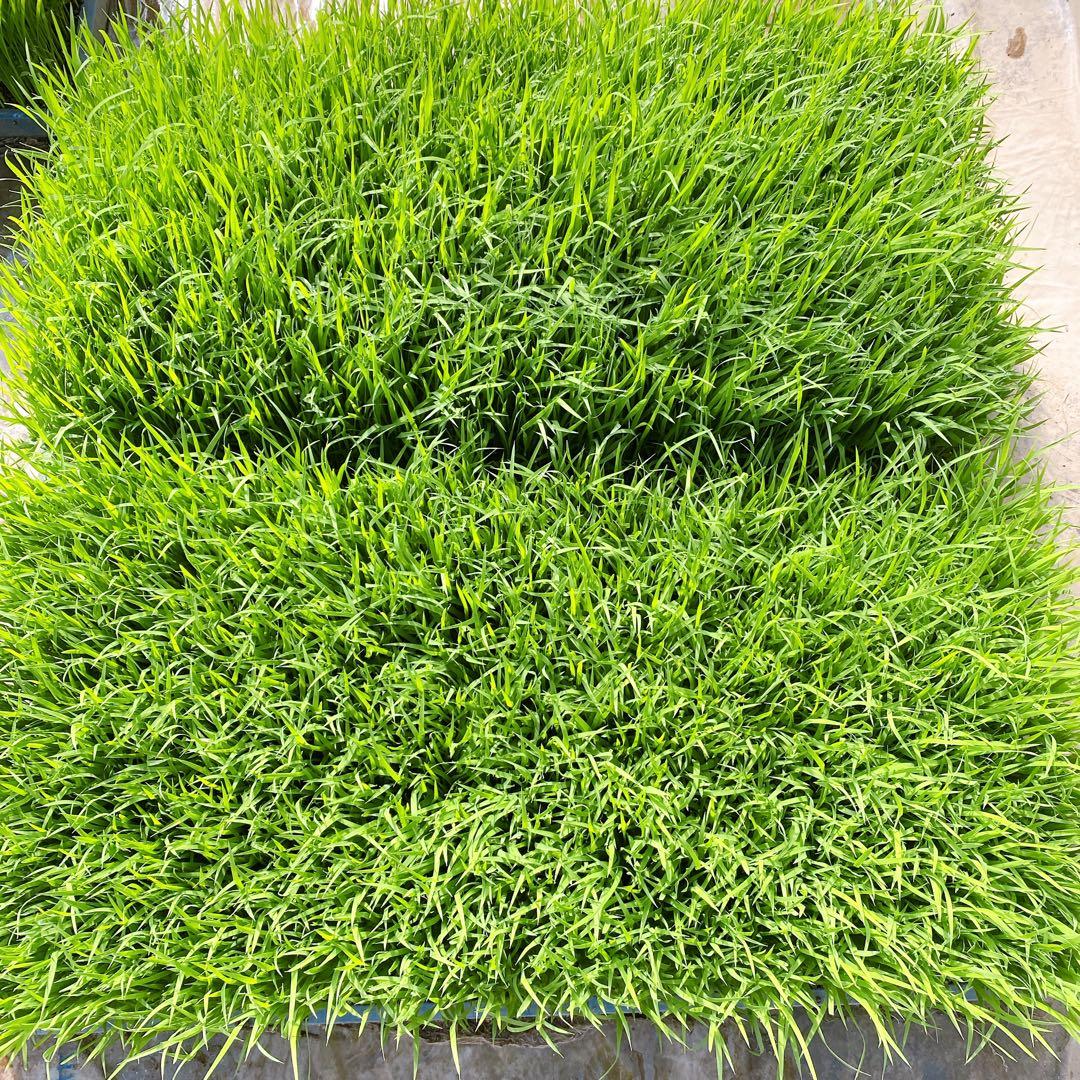 熊本県産　くまさんの輝き　令和7年産　玄米　30キロ　送料込　お米　農家直送