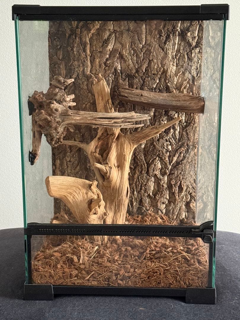 30×30×45中型ガラスケージ 自然な木のレイアウト付