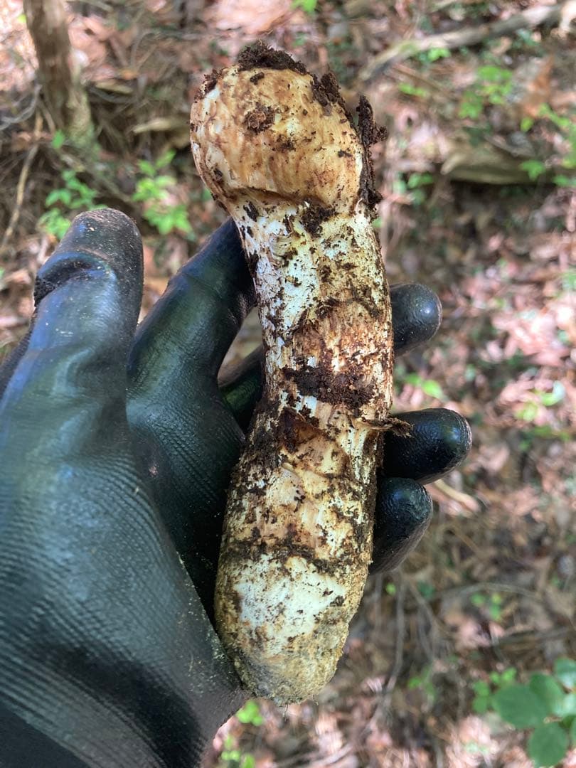 松茸　国産　岐阜県