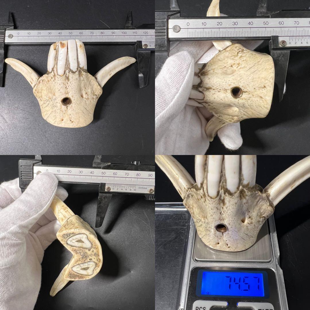 ◎古道具 庵々◎江戸-明治期 獣牙根付■提げ物山伏猟師魔除け呪物■猪牙狼牙熊牙