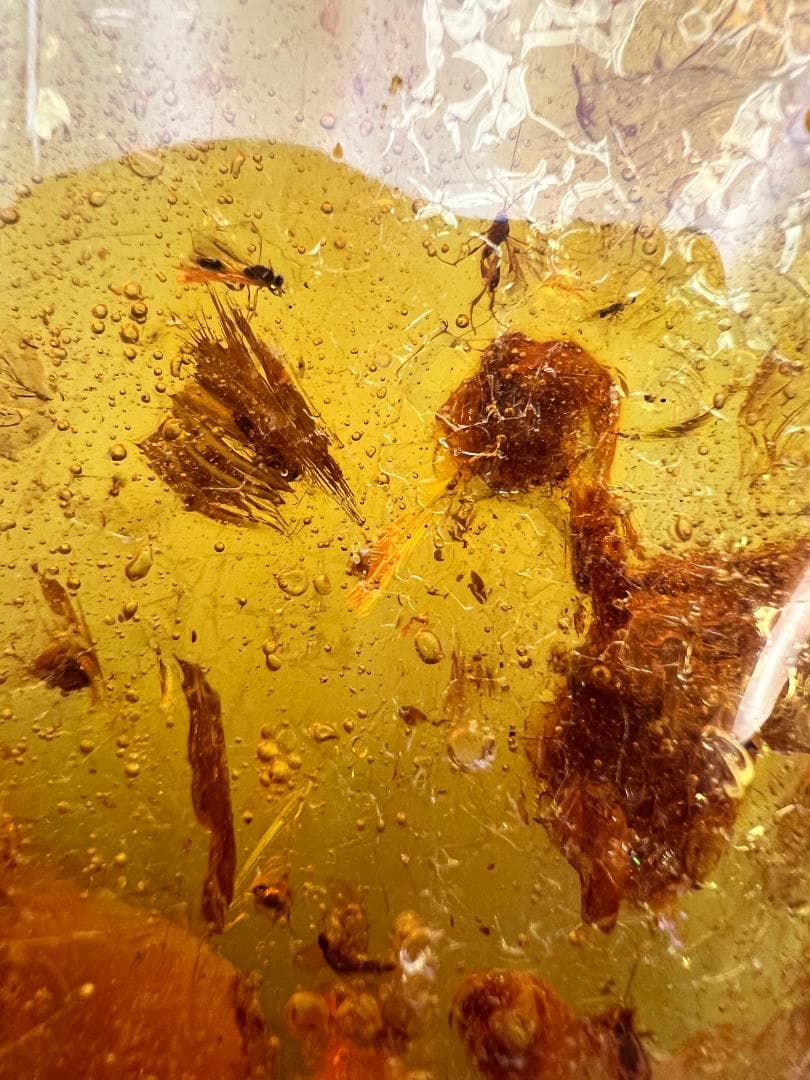 虫入り琥珀　蜘蛛　蚊　多種多様な虫を内包　バルティックアンバー　バルト海沿岸地域