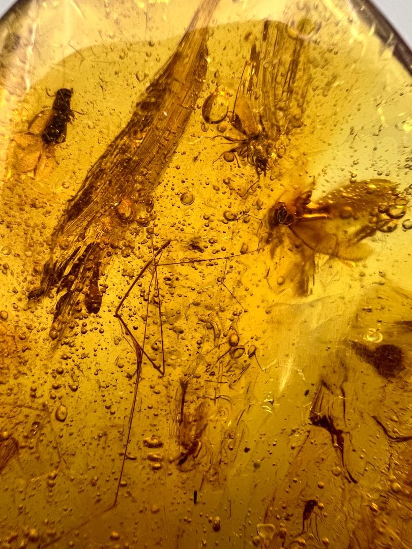 虫入り琥珀　蜘蛛　蚊　多種多様な虫を内包　バルティックアンバー　バルト海沿岸地域