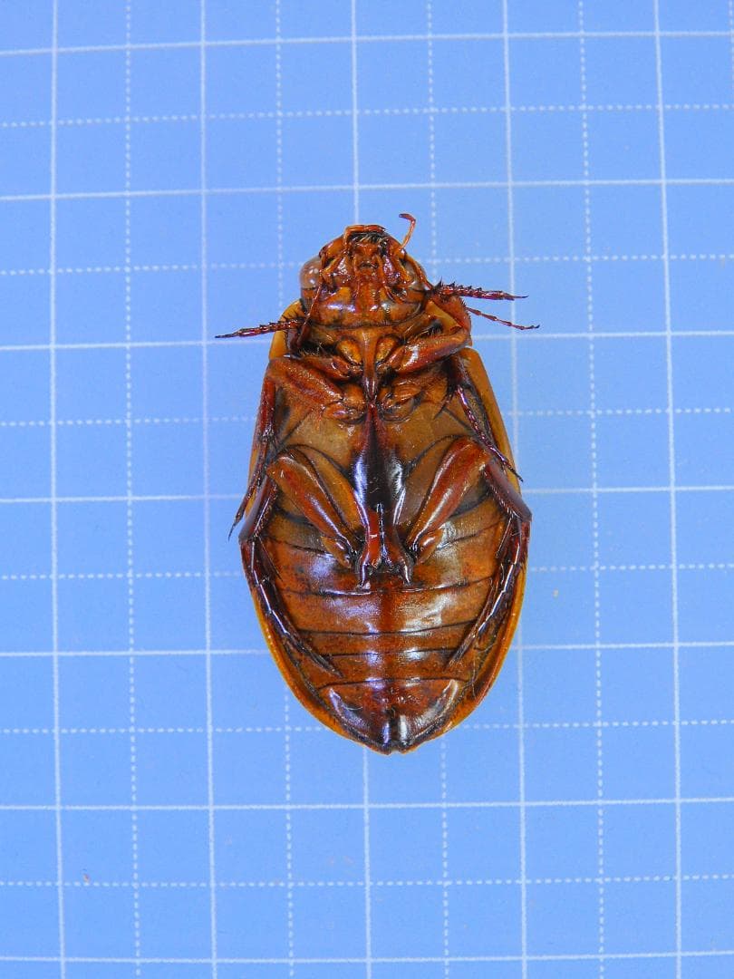 ドイツ産　ゲンゴロウモドキ　31mm ドイツではプロテクトかかってます