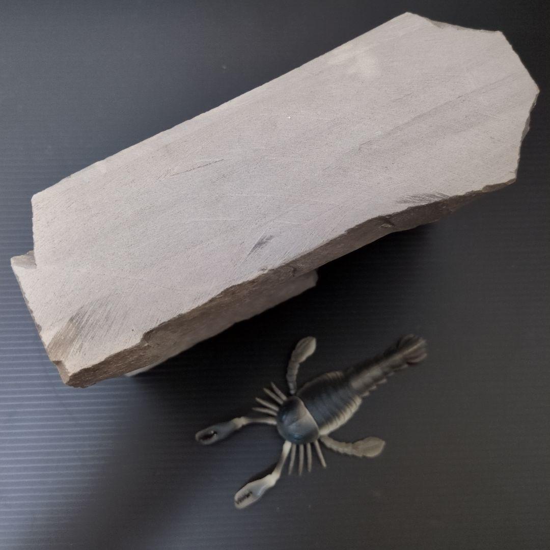 （希少）ウミサソリの化石 【2800ｇ】アメリカ・ニューヨーク州産