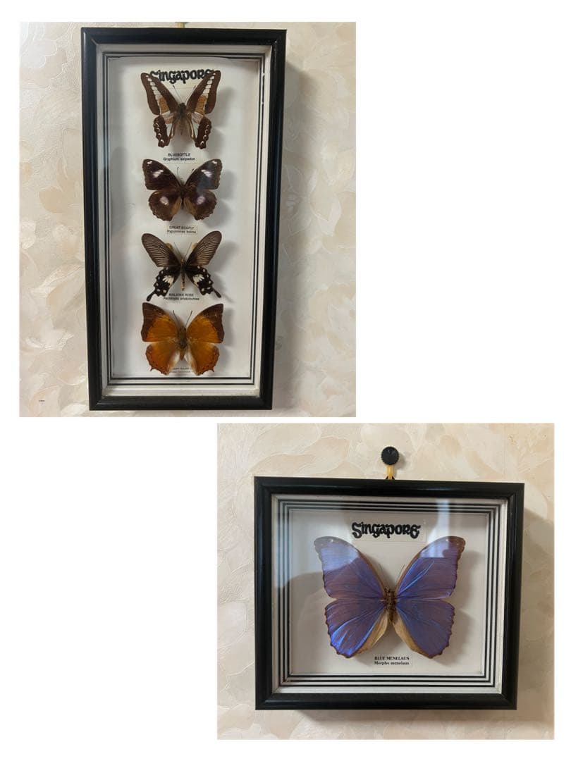 【O-982】蝶 標本 メネラウスモルフォ アオスジアゲハ リュウキュウムラサキ