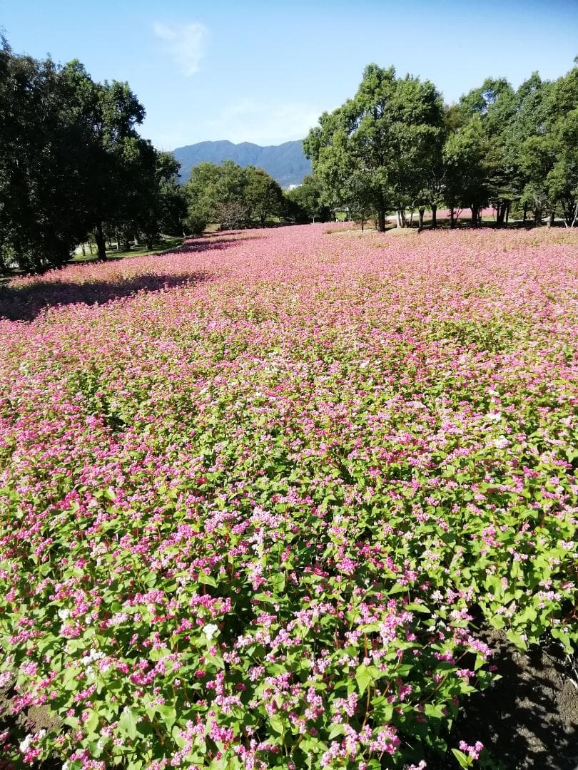 ❤ ❤稀少品《幻の天然完熟百花蜜》『日本みつばち春蜜の2瓶』