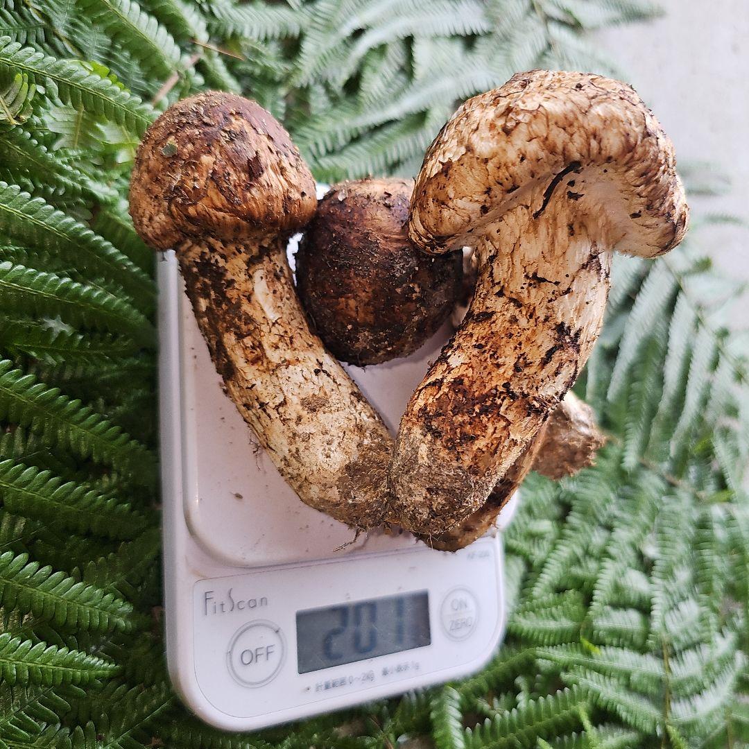 広島県産 松茸 200g