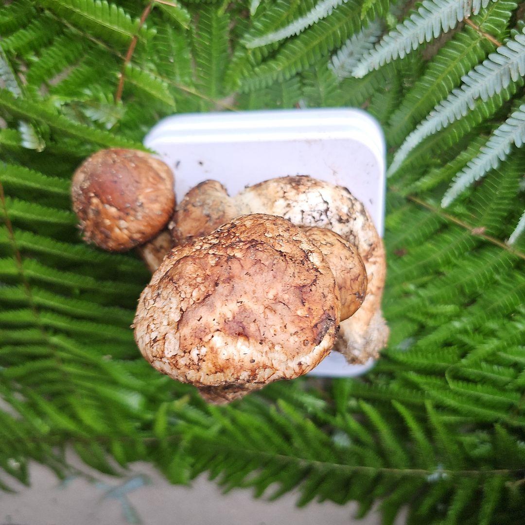 広島県産 松茸 200g