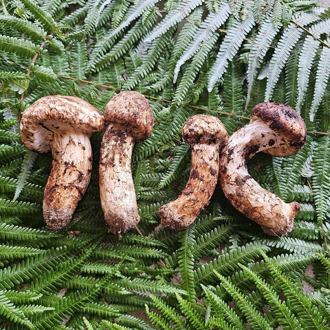 広島県産 松茸 200g