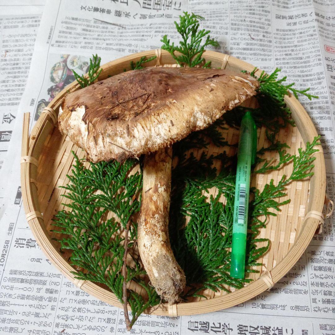 長野県産　松茸　146g ④