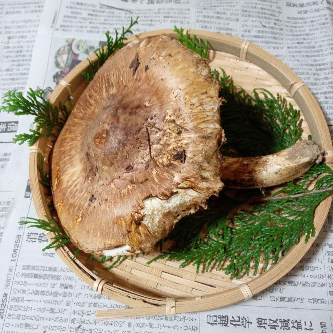 長野県産　松茸　146g ④