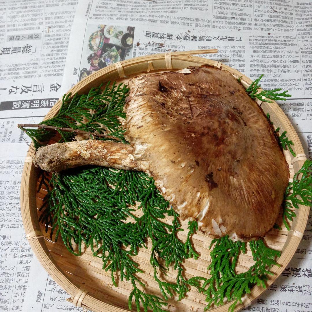 長野県産　松茸　146g ④